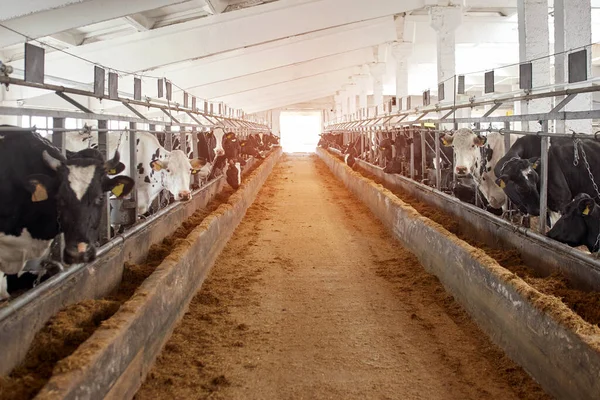 Vacas Pretas Brancas Galpão Fazenda Leiteira Indústria Agrícola Pecuária — Fotografia de Stock