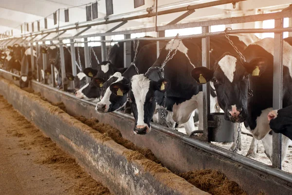 Vacas Pretas Brancas Galpão Fazenda Leiteira Indústria Agrícola Pecuária — Fotografia de Stock