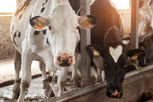 Vacas Pretas Brancas Galpão Fazenda Leiteira Indústria Agrícola Pecuária — Fotografia de Stock