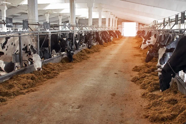 Vacas Pretas Brancas Galpão Fazenda Leiteira Indústria Agrícola Pecuária — Fotografia de Stock