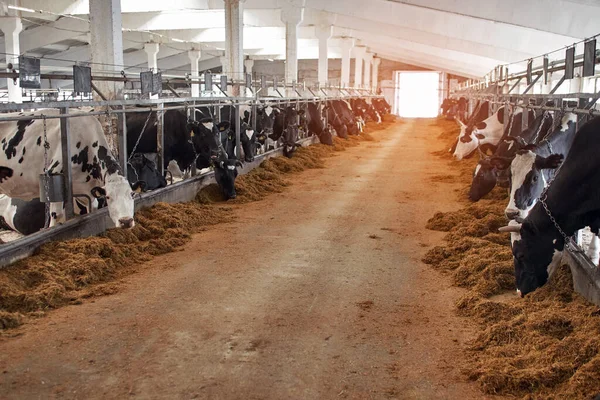 Black White Cows Cowshed Dairy Farm Agriculture Industry Animal Husbandry — Stock Photo, Image