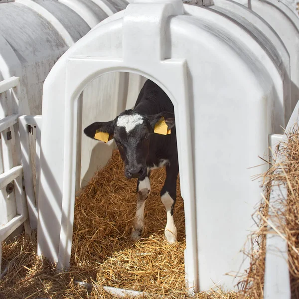 Schattig Zwart Wit Kalf Melkveebedrijf Landbouw Veeteelt — Stockfoto