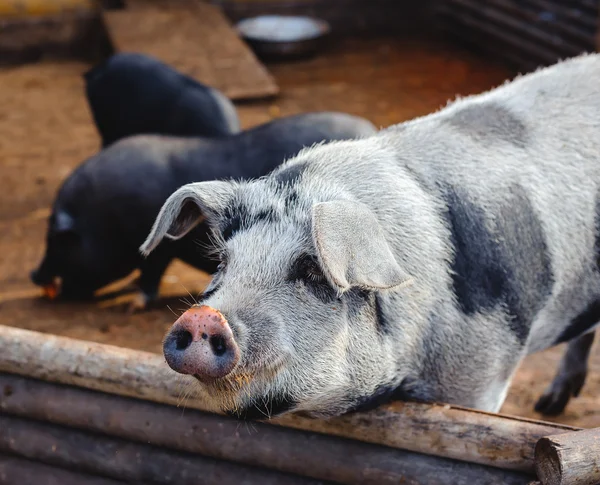 Porco em uma fazenda — Fotografia de Stock