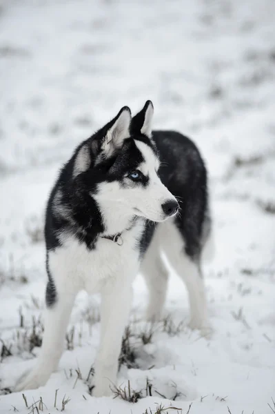 Szibériai husky — Stock Fotó