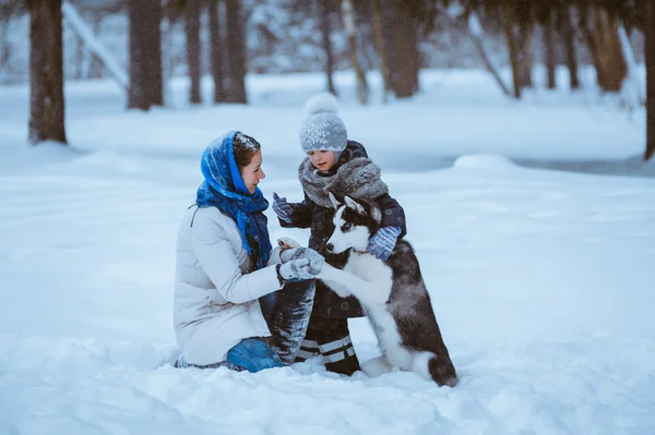 Winterwanderung mit Husky — Stockfoto