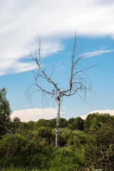 Árbol muerto solitario —  Fotos de Stock