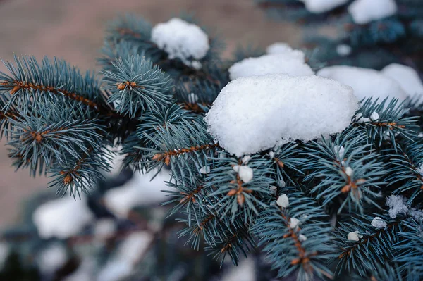 Snow on blue spruce — Stock Photo, Image