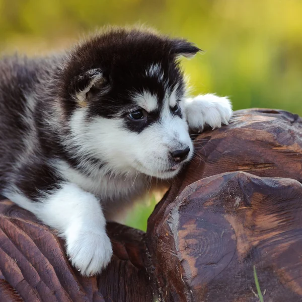 Alaskan malamute hundvalp — Stockfoto