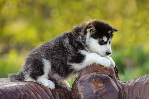 Alaskan malamute puppy — Stock Photo, Image