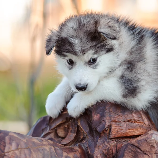 Alaskan malamute puppy — Stock Photo, Image