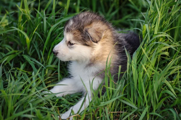 Alaskan malamute puppy — Stock Photo, Image