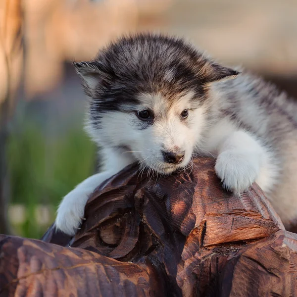 Alaskan malamute szczeniak — Zdjęcie stockowe