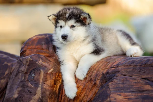 Alaskan malamute szczeniak — Zdjęcie stockowe