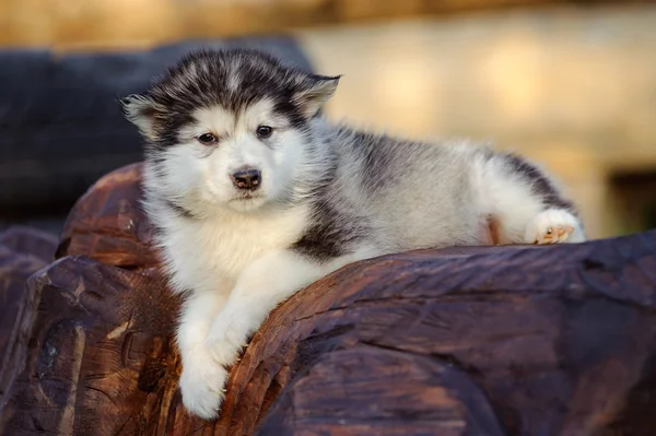 Alaskan malamute szczeniak — Zdjęcie stockowe