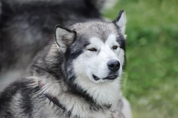 Από την Αλάσκα malamute σκυλί — Φωτογραφία Αρχείου