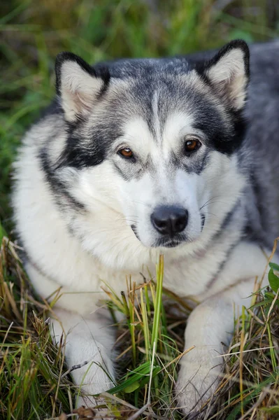 Pies Alaskan malamute — Zdjęcie stockowe