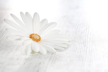 Beyaz papatya çiçeği 