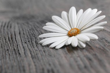 Beyaz papatya çiçeği 