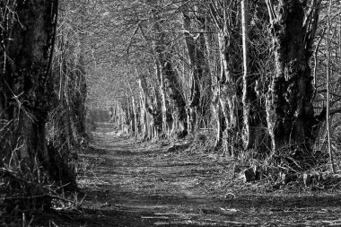 Kışın eski ıhlamur yolu. Siyah beyaz fotoğrafçılığın güzel manzarası 