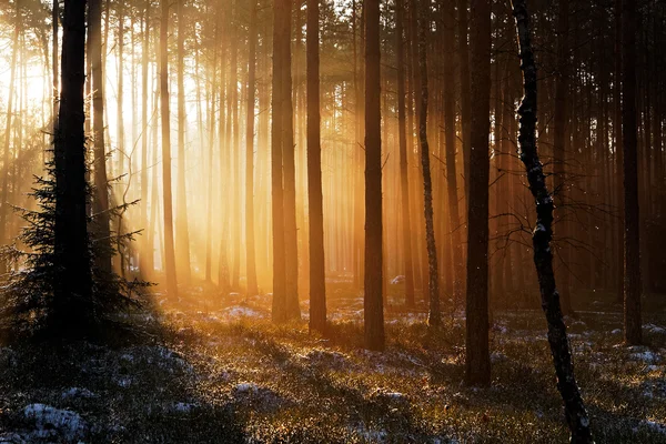 Sunrise in winter forest — Stock Photo, Image