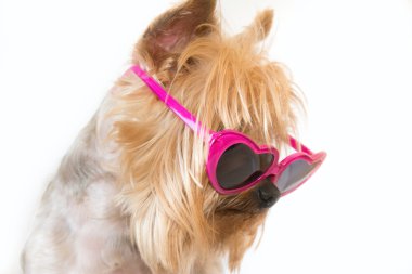 Beyaz bir arka plan üzerinde bir yana seyir güneş gözlüğü ile köpek