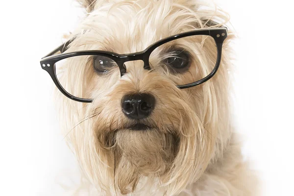 Nahaufnahme eines Hundes mit Brille Stockbild