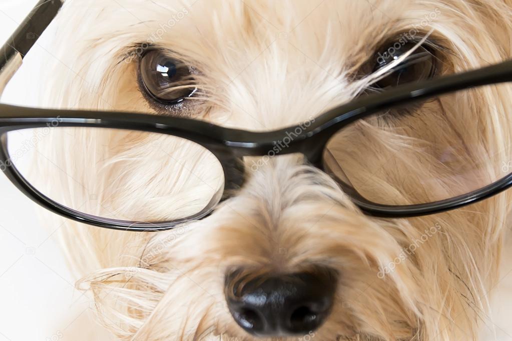 Closeup of dog with glasses