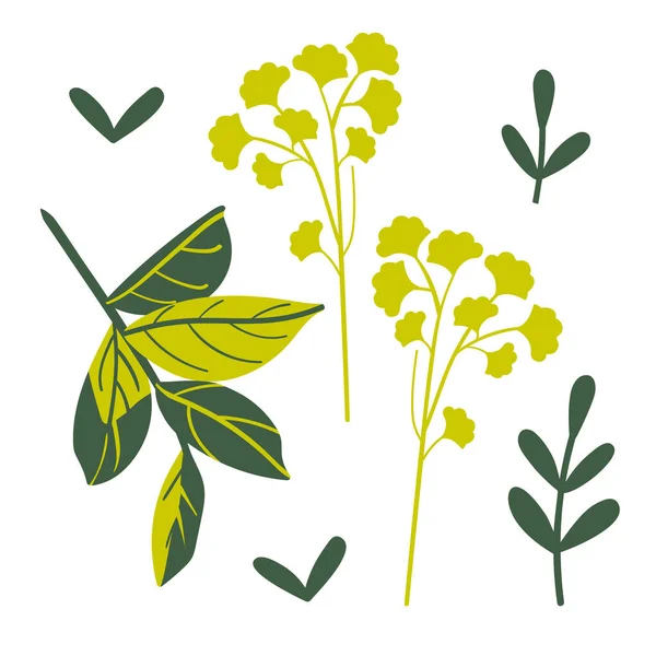 Ensemble Herbes Culinaires Vecteur Illustration Dans Style Plat — Image vectorielle