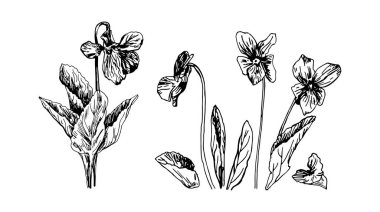 Beyaz arkaplanda siyah bir çizgi çizilmiş menekşe çizimleri.