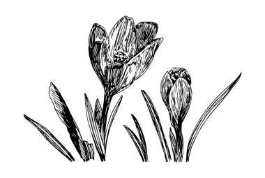 Beyaz zemin üzerinde siyah bir çizgi olan bahar Crocus 'un vektör çizimleri.