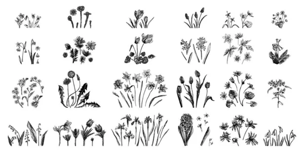 Set of vector illustrations of spring flowers drawn with a black line on a white background. — Stock Vector
