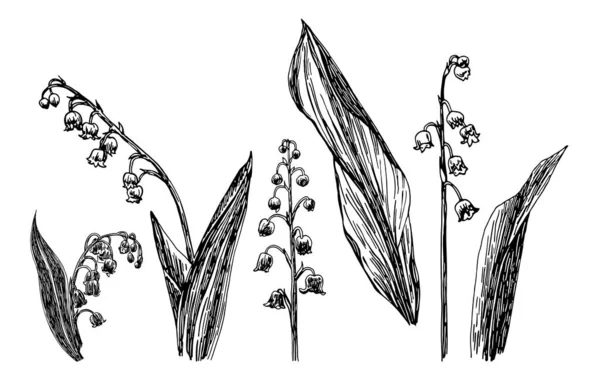 Vektor illustrationer av liljekonvalj ritad med en svart linje på en vit bakgrund. — Stock vektor