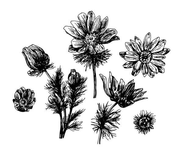 Illustrations vectorielles d'Adonis vernalis dessinées avec une ligne noire sur fond blanc. — Image vectorielle