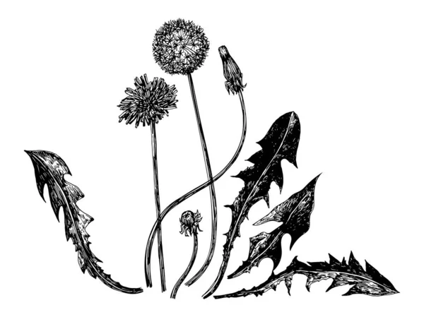 Vector illustrations of dandelions drawn with a black line on a white background. — Stock Vector