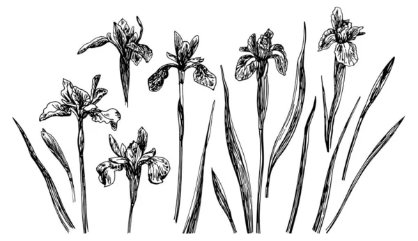 Vektor illustrationer av Iris ritad med en svart linje på en vit bakgrund. — Stock vektor