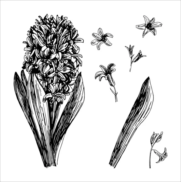 Beyaz arkaplanda siyah bir çizgi ile çizilmiş Hyacinthus 'un vektör çizimleri. — Stok Vektör