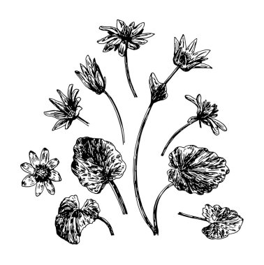 Ficaria verna 'nın vektör çizimleri beyaz arkaplanda siyah bir çizgi ile çizilmiş.