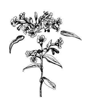 Pulmonaria 'nın beyaz arkaplanda siyah bir çizgi çizilmiş vektör çizimleri.