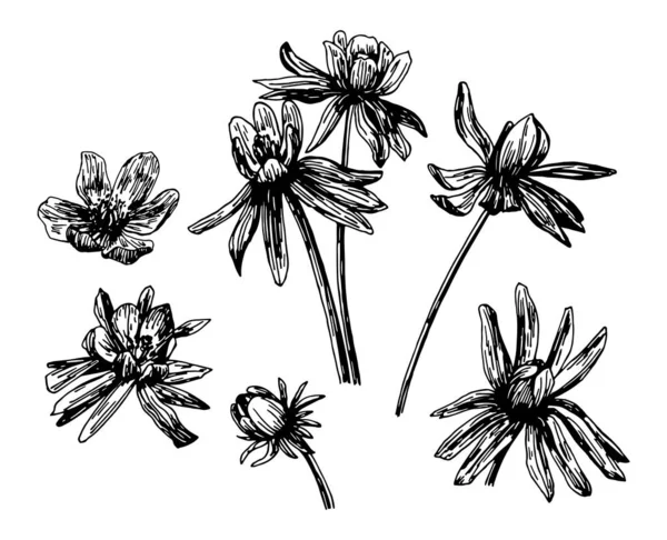 Ilustraciones vectoriales de Eranthis dibujadas con una línea negra sobre un fondo blanco. — Vector de stock
