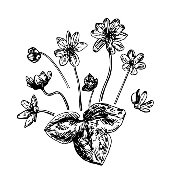 Ilustraciones vectoriales de Hepatica dibujadas con una línea negra sobre un fondo blanco. — Vector de stock