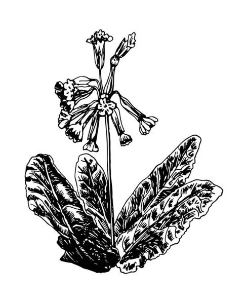 Ilustraciones vectoriales de Primula dibujadas con una línea negra sobre un fondo blanco. — Vector de stock