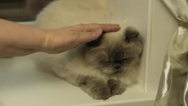 Kvinna Smeker Vuxen Katt Han Glad Och Spinner Glädje Husdjur — Stockvideo