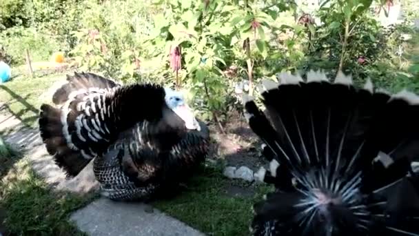 Large Black White Turkeys Stroll Summer Green Garden — Stock Video