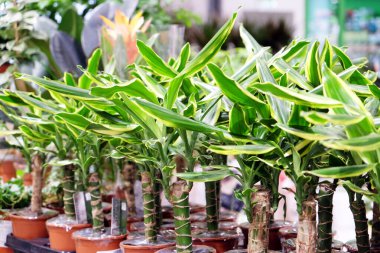 Dracaena deremska sınırda, bir çiçekçide bir sürü saksı bitkisi