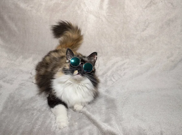 Πορτρέτο Μιας Όμορφης Τρίχρωμης Γάτας Γυαλιά Ηλίου Γκρι Φόντο Θέση — Φωτογραφία Αρχείου