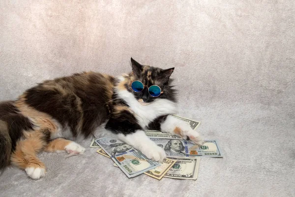 Auf Dem Geld Liegt Eine Trikolorierte Katze Mit Sonnenbrille Dollarnoten — Stockfoto