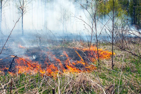 森林失火了浓烟 干草和树枝都在燃烧 — 图库照片