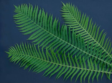 Taze yeşil eğrelti otu yaprakları koyu mavi arkaplanda