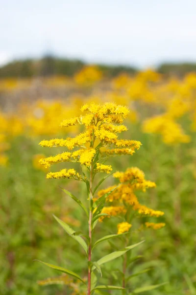 Ouro Tardio Flor Amarela Erva Daninha Solidago Gigantea Flor Estado — Fotografia de Stock