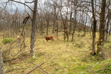 İnekler bulutlu bir kış gününde ormanda otlarlar. Dağların arasından, Asturias